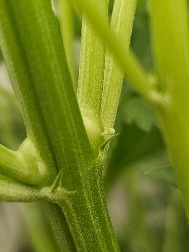 Growreport Bild 7