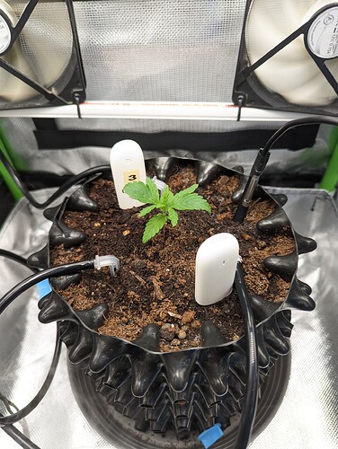 Growreport Bild 2