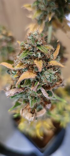 Growreport Bild 3