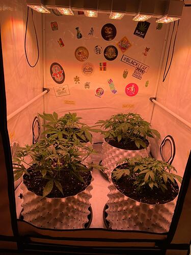 Growreport Bild 7