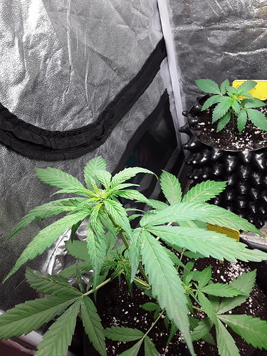 Growreport Bild 16