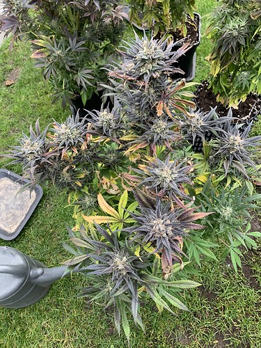 Growreport Bild 7