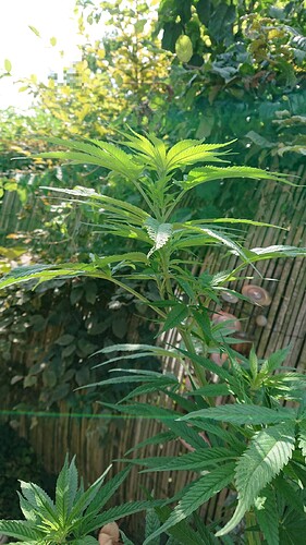 obscura1659098834945