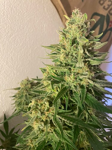 Growreport Bild 5
