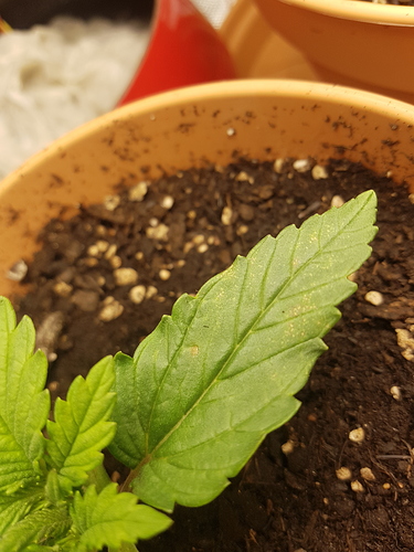 Growreport Bild 8