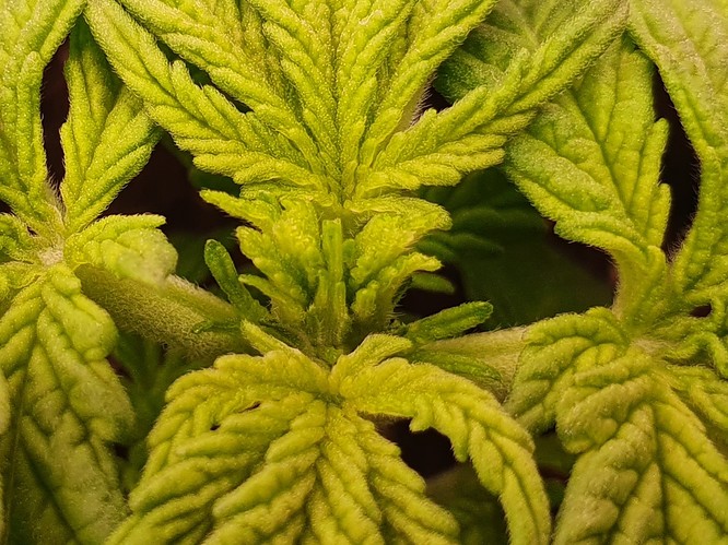 Growreport Bild 4