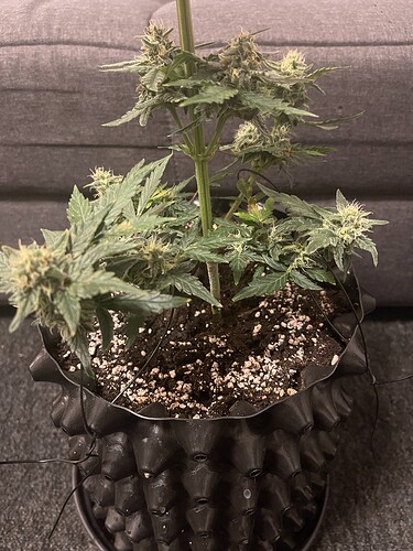 Growreport Bild 4