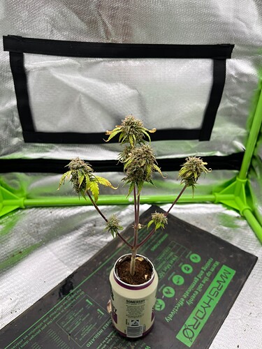 Growreport Bild 12