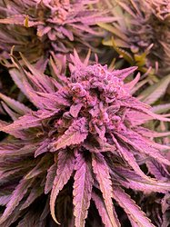Growreport Bild 6