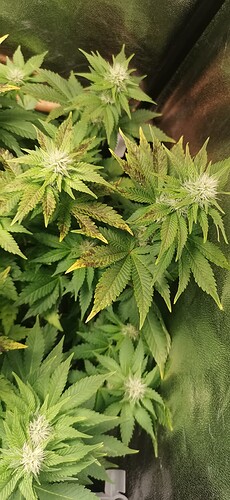 Growreport Bild 41