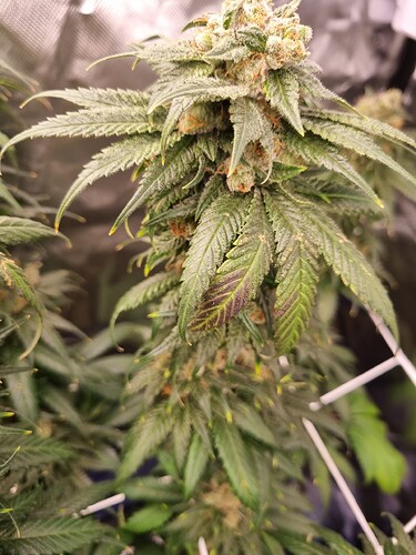 Growreport Bild 35