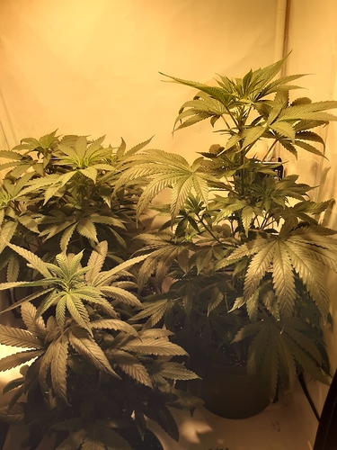 Growreport Bild 27