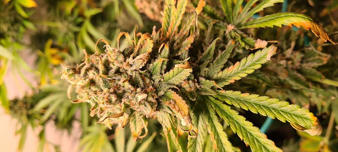 Growreport Bild 15