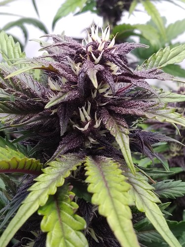 Growreport Bild 5
