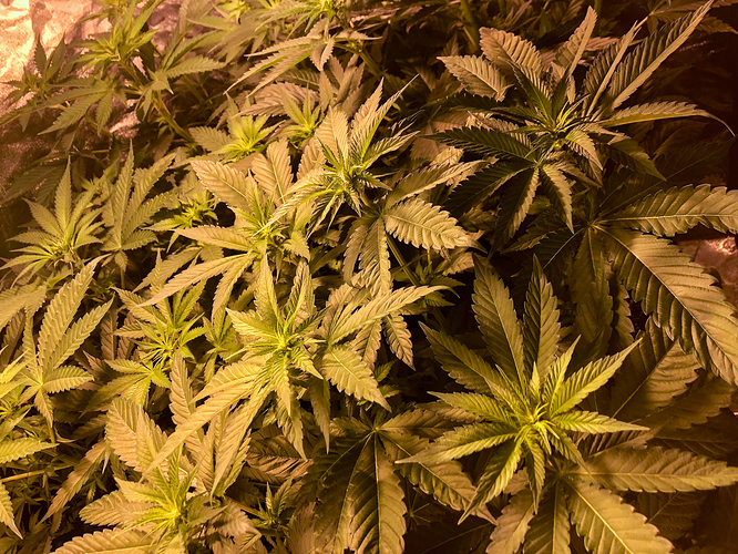 Growreport Bild 3