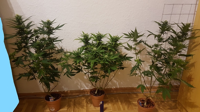 Inked20201206_191242_LI - Kopie