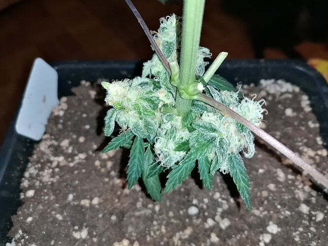 Growreport Bild 17
