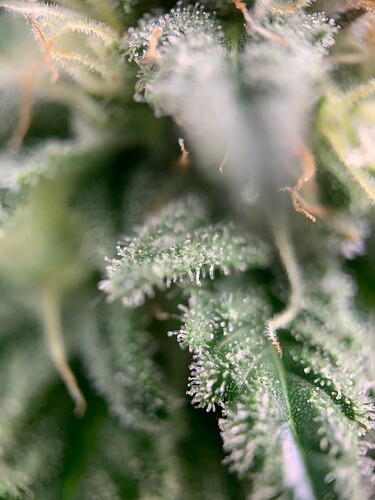 Growreport Bild 10
