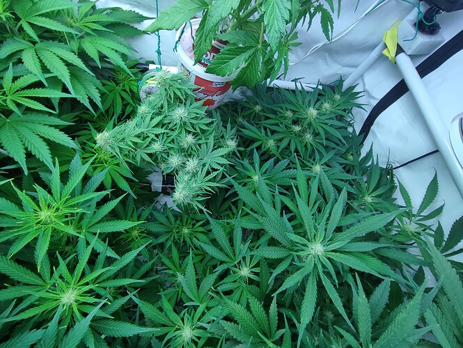 Growreport Bild 38
