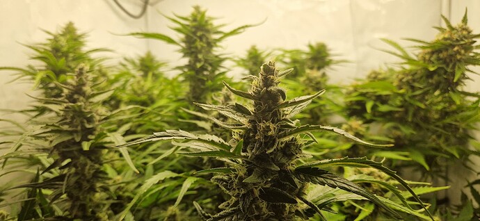 Growreport Bild 1