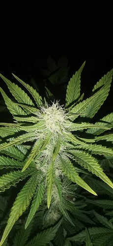Growreport Bild 19
