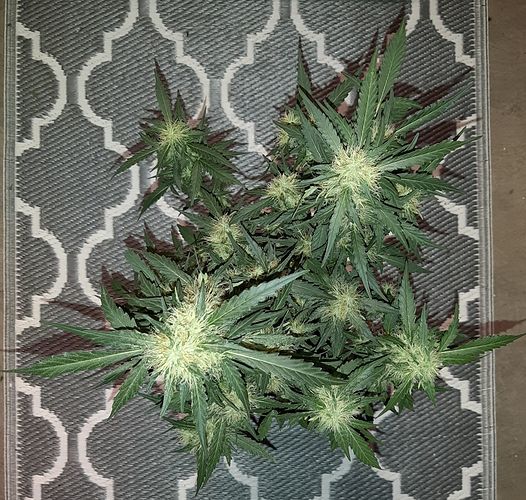 Growreport Bild 8