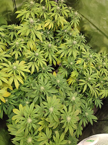 Growreport Bild 3