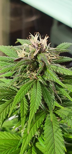 Growreport Bild 10