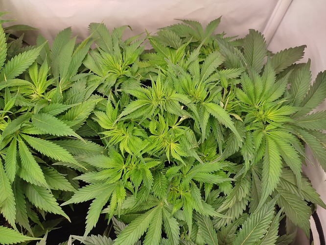Growreport Bild 15
