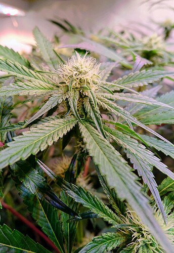 Growreport Bild 12