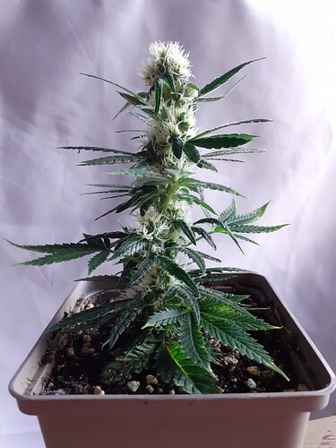 Growreport Bild 171