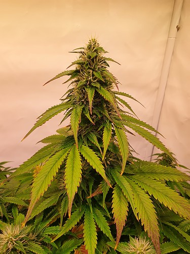 Growreport Bild 8