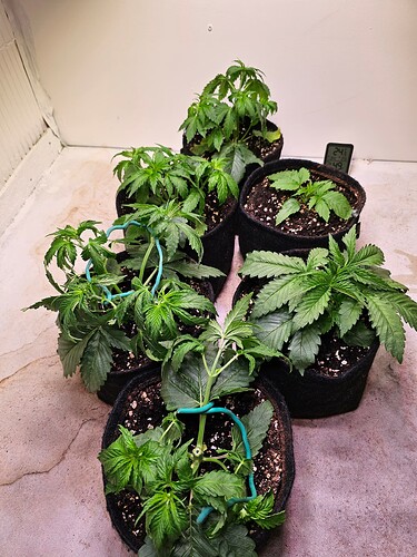 Growreport Bild 1