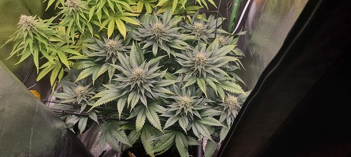 Growreport Bild 6