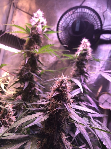 Growreport Bild 20
