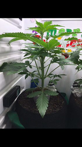 Growreport Bild 34