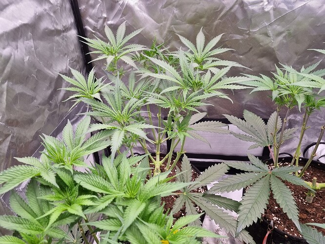 Growreport Bild 31