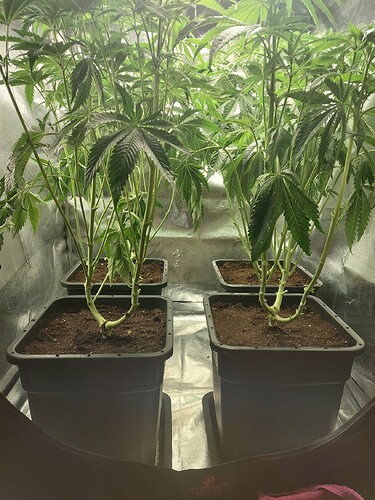 Growreport Bild 2