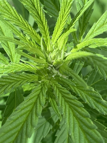 Growreport Bild 1