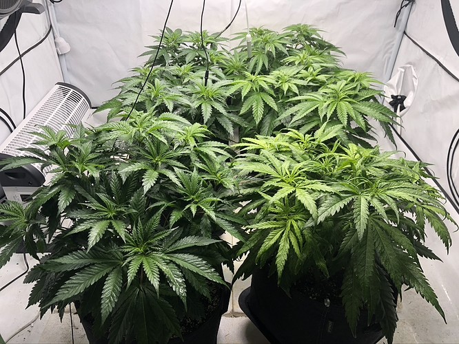 Growreport Bild 19