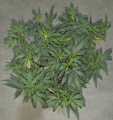 Growreport Bild 16