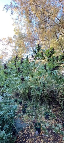 Growreport Bild 2