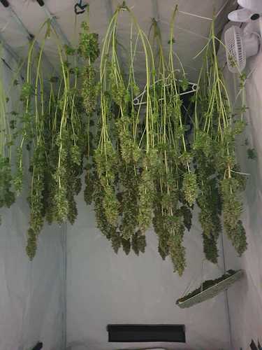 Growreport Bild 5