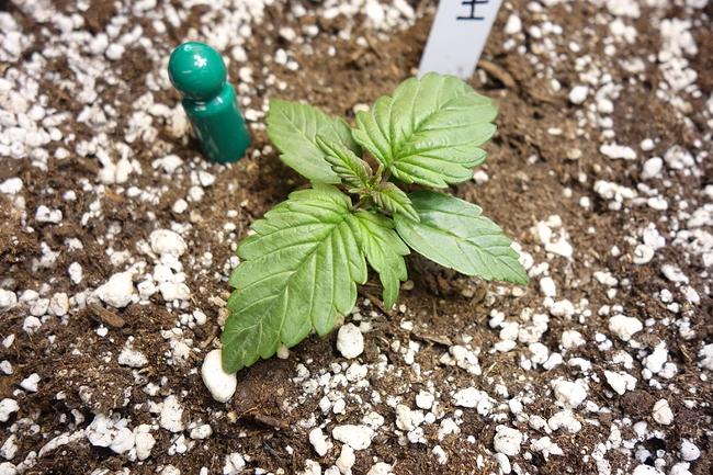 Growreport Bild 17