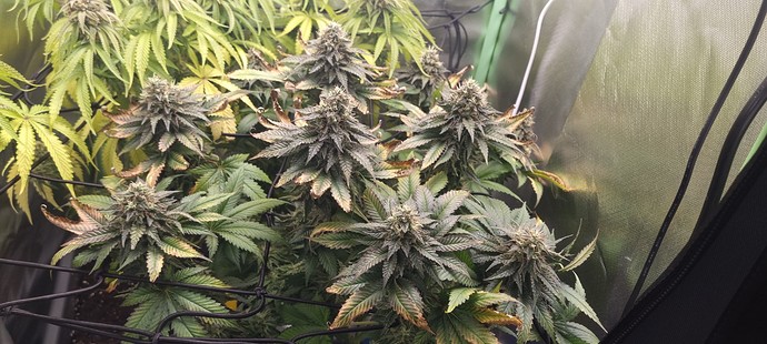 Growreport Bild 7