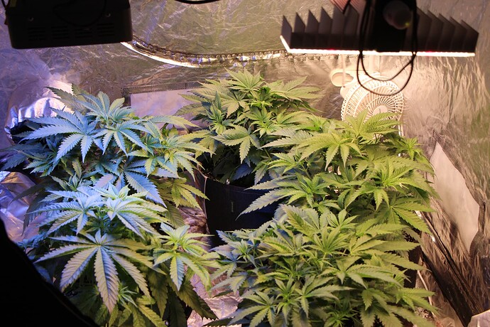Growreport Bild 1