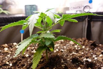 Ein junger Cannabis-Sämling mit mehreren Blättern steht in Erde. Im Hintergrund ist ein digitales Thermometer/Hygrometer zu sehen.