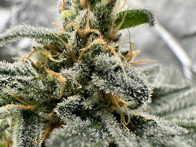 Growreport Bild 11