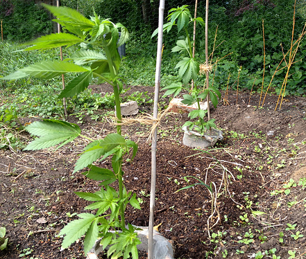 Growreport Bild 2