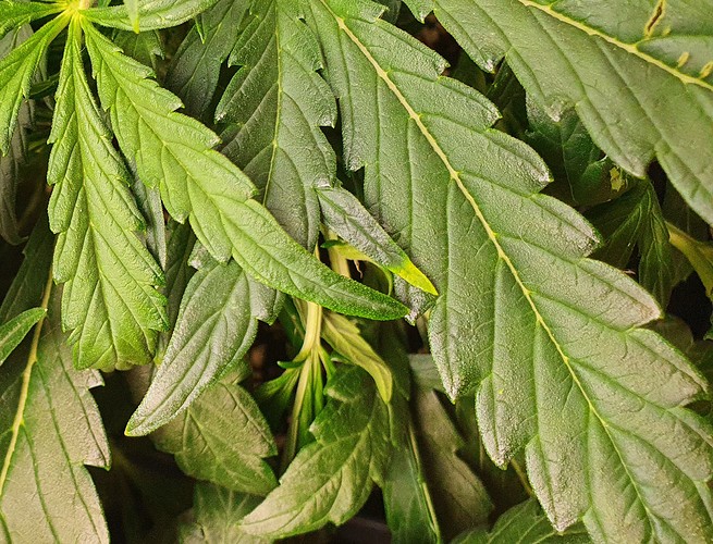 Growreport Bild 7
